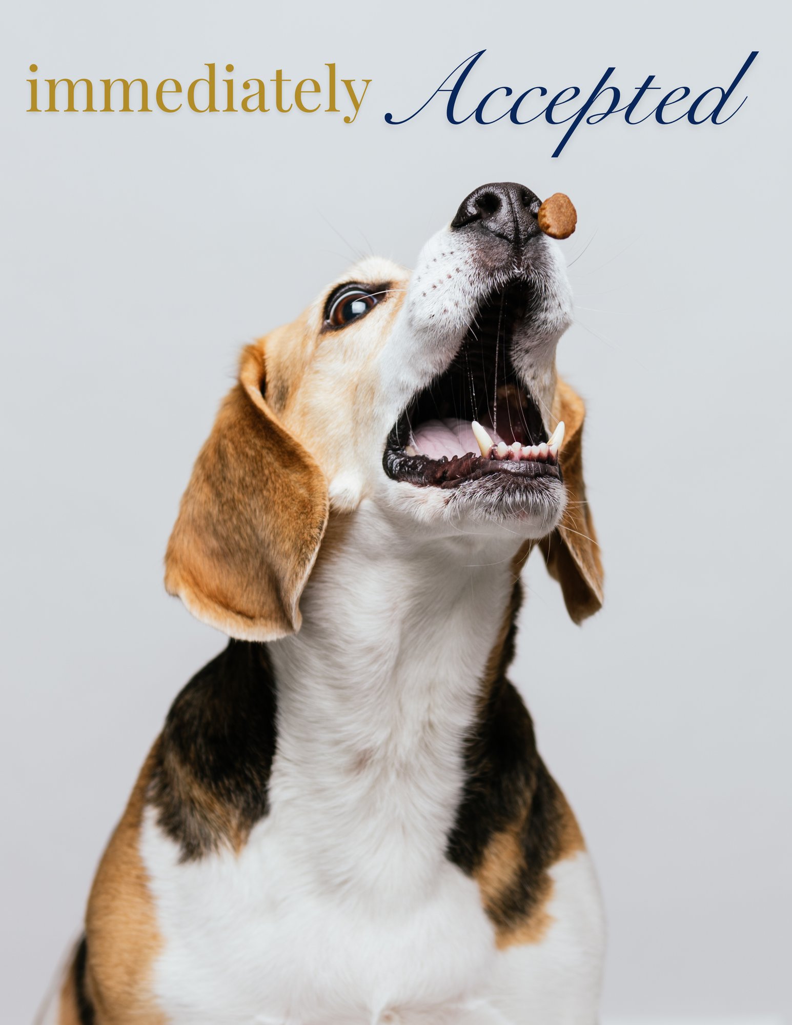 Beagle taking treat
