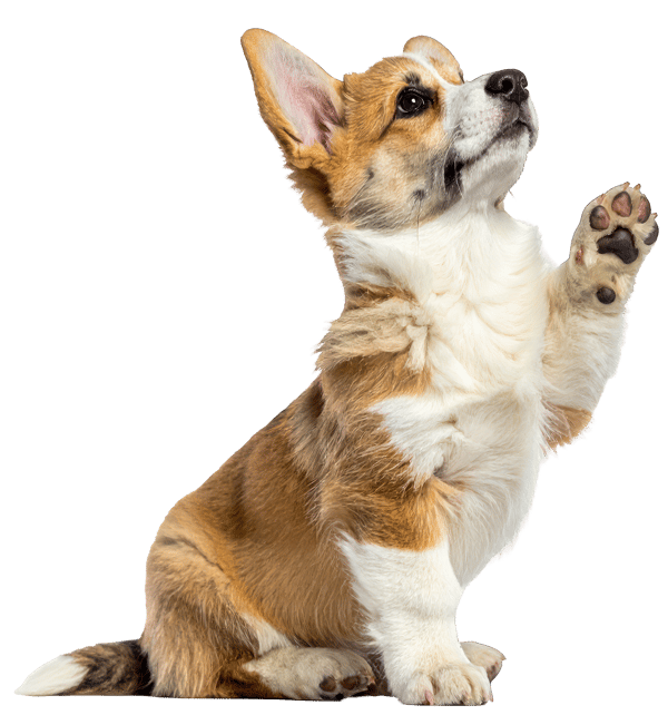 Corgi paw up no background Corgi paw up no background