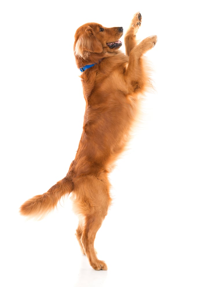 Cute dog jumping - isolated over a white backgorund Cute dog jumping - isolated over a white backgorund